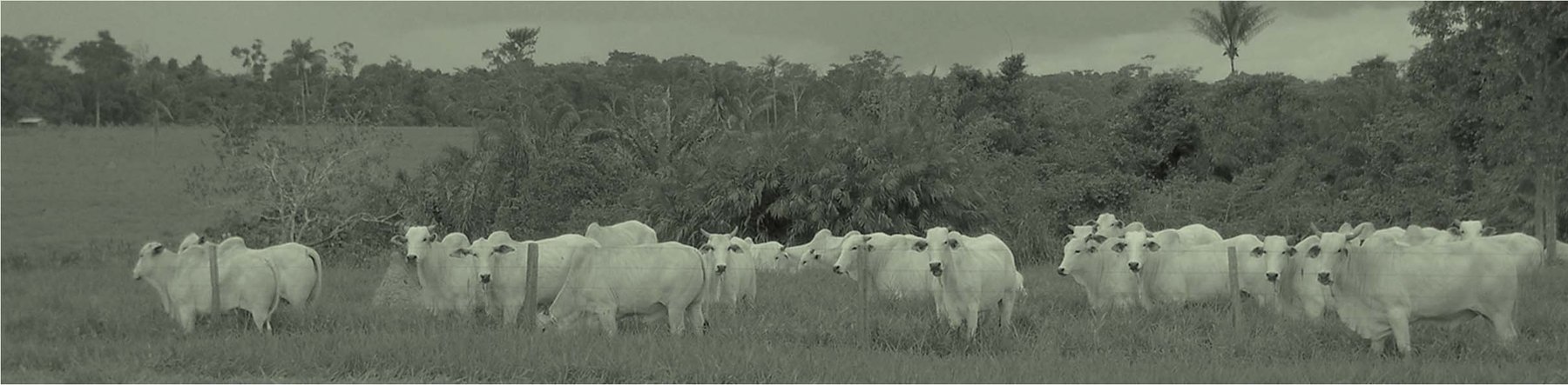 Cattle grazing on pasture in the Chiquitanía, eastern Bolivia